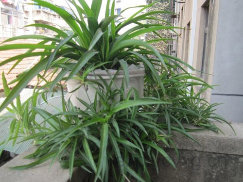 ����Ѫ��